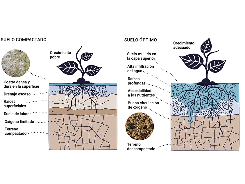 Cómo favorecer la infiltración  del agua en el suelo del jardín